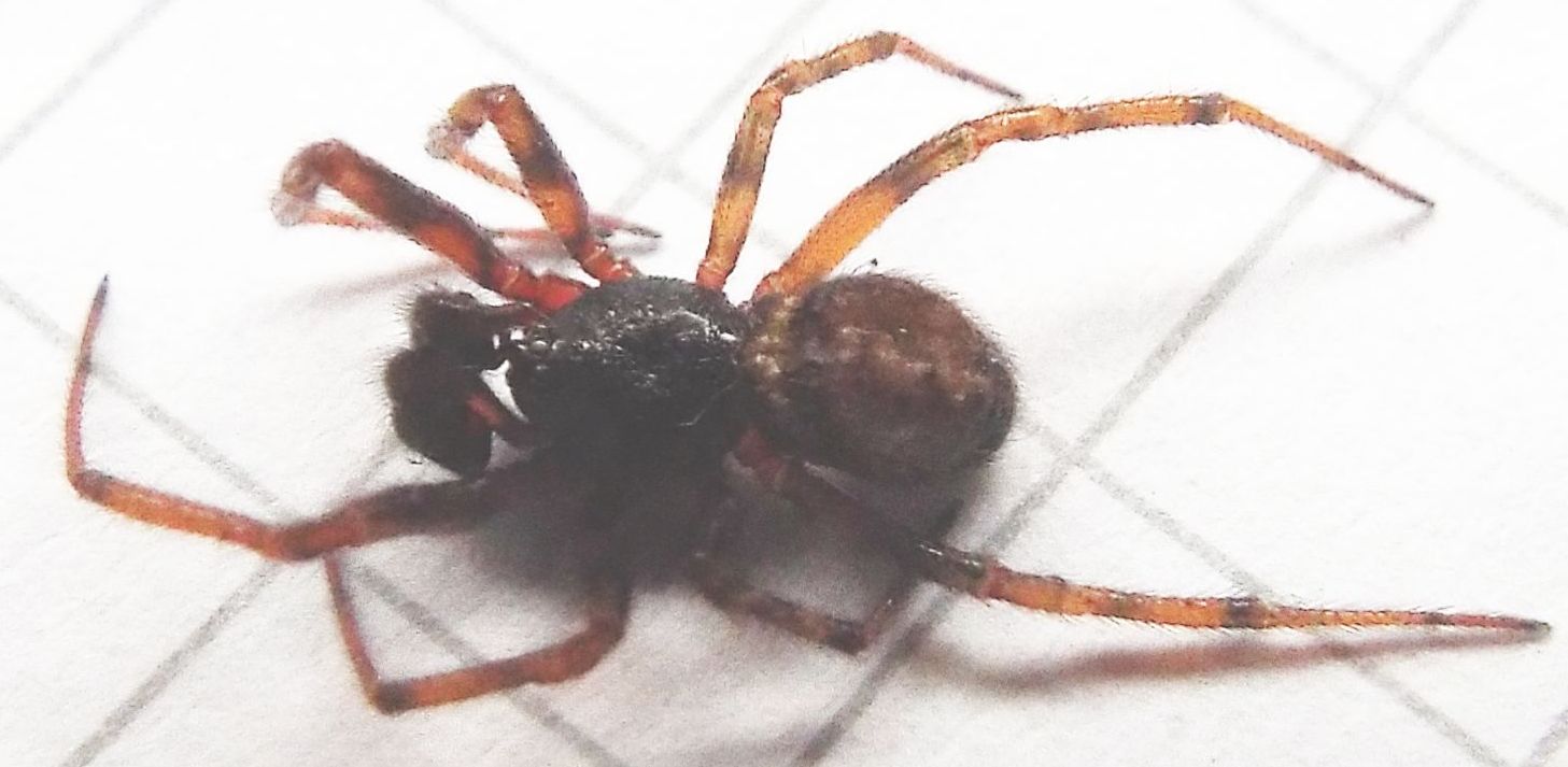 Steatoda bipunctata - Vigo di Fassa (TN)